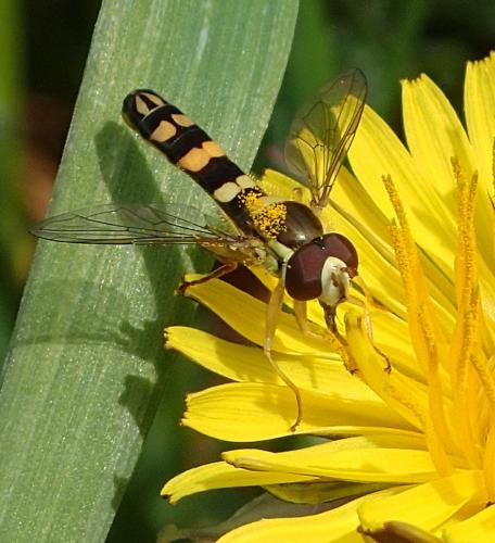 Réf. 228 055 : Sphaerophoria scripta